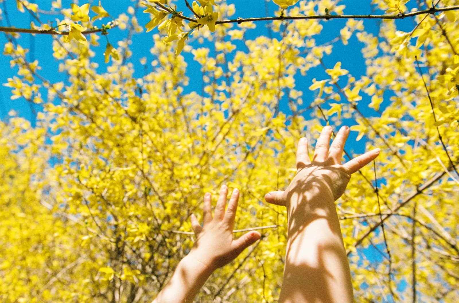 Child's hands reaching toward the sky through yellow flowers